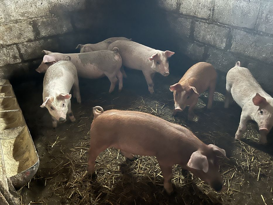 Продам поросята мясної породи