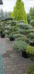 Bonsai wieloletnie okazy