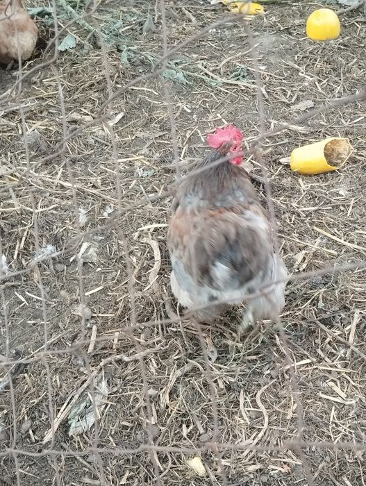 Продам питухів .