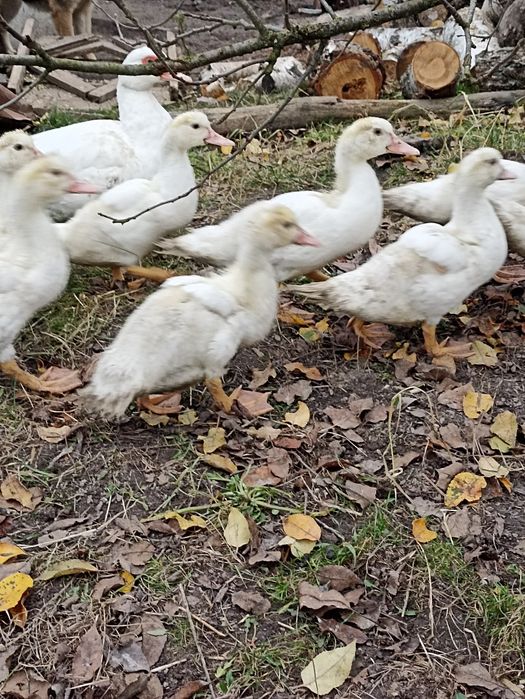 Продам індокаченят