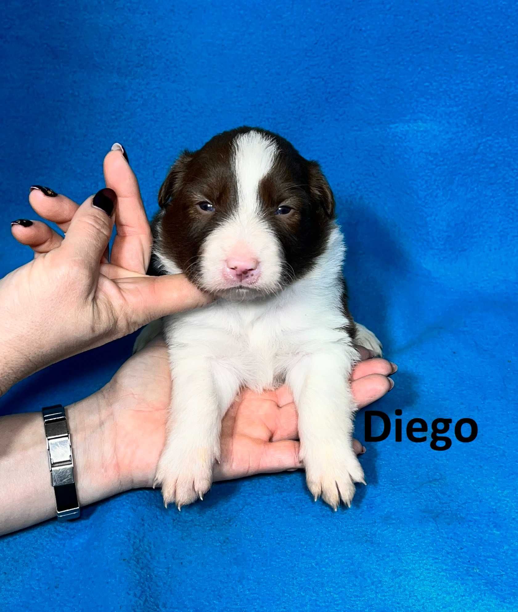 Border Collie, Piesek z Rodowodem, Rodzice przebadani, Diego