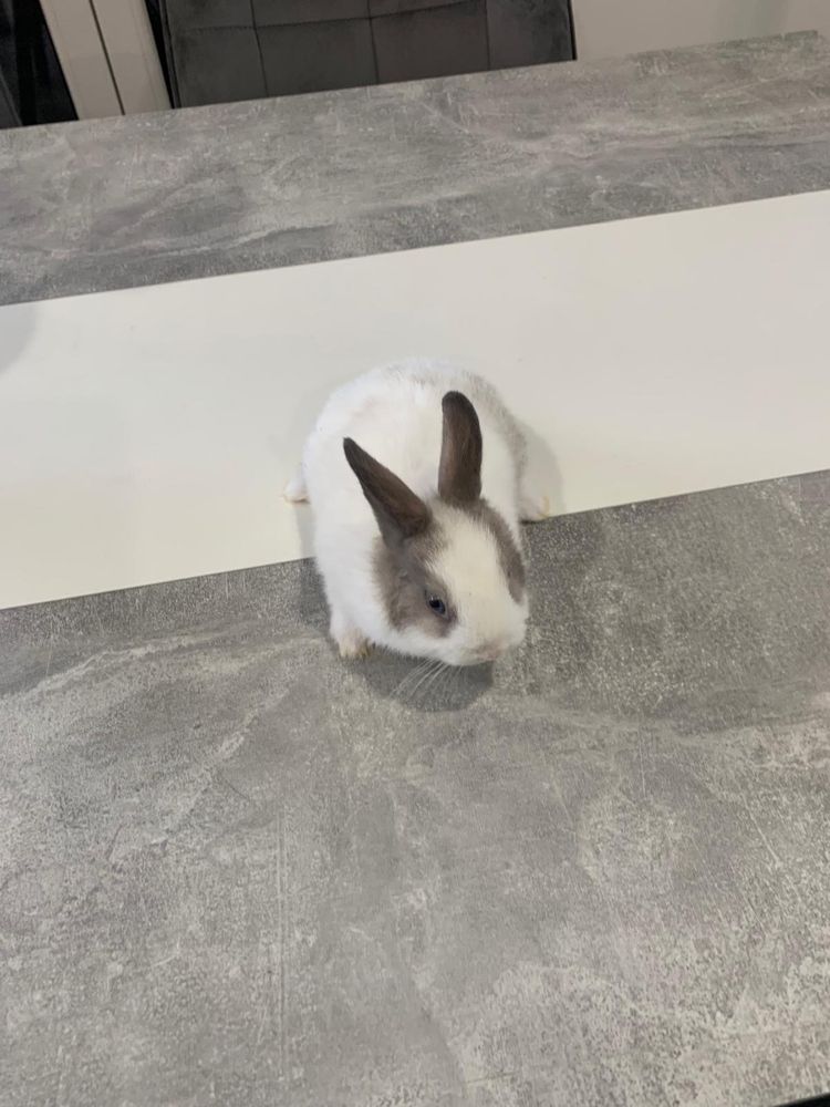 Vendo Coelhos anões