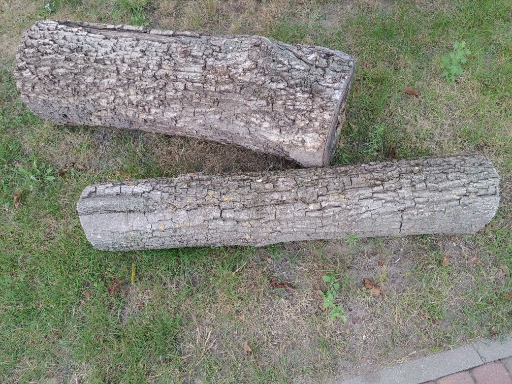 Drzewo orzech włoski