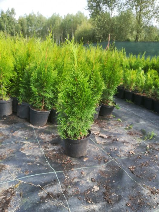 Tuja szmaragd 60cm tuje thuja