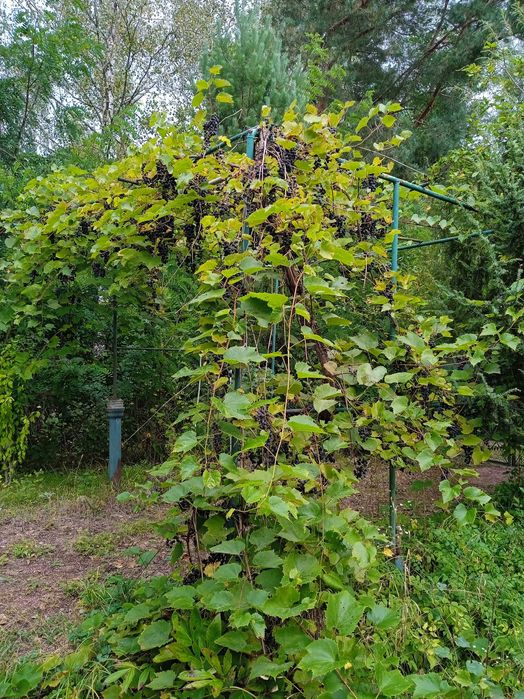 Продаю дачу Соколовський масив
