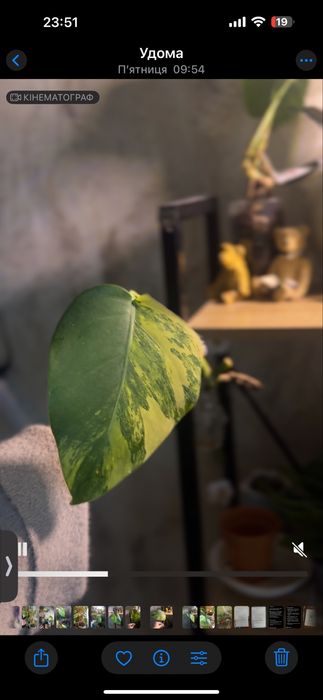 Монстера варієгатна yellow splash marmorata