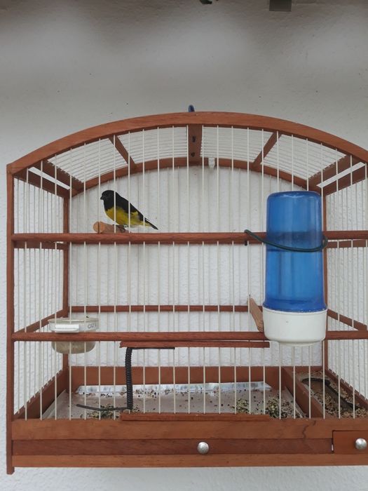 Xantogastre pra ceder ou troca