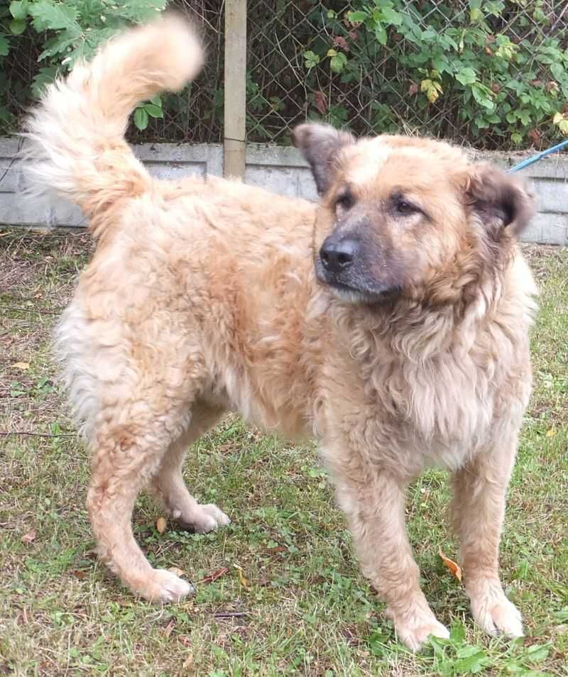 LIGANT rudy, włochaty, większy pies do adopcji
