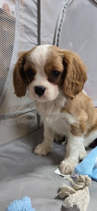 Cavalier King Sunia po szkoleniu behawioralnym wyprawka rodowod