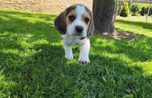 Szczeniak Beagle
