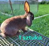 Młode kroliki na sprzedaz