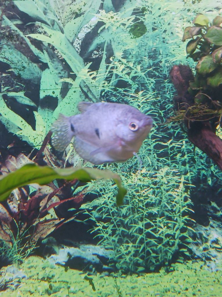Peixe gouramis já adulto