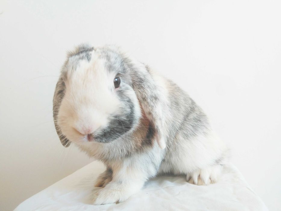 Вислоухие крольчата, породы Голландский карликовый баран