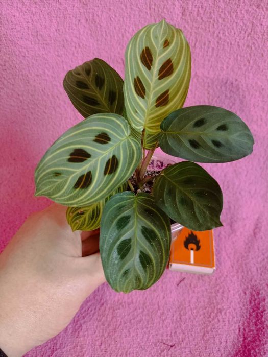 Маранта, сортова