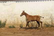 Poldra luso árabe pura