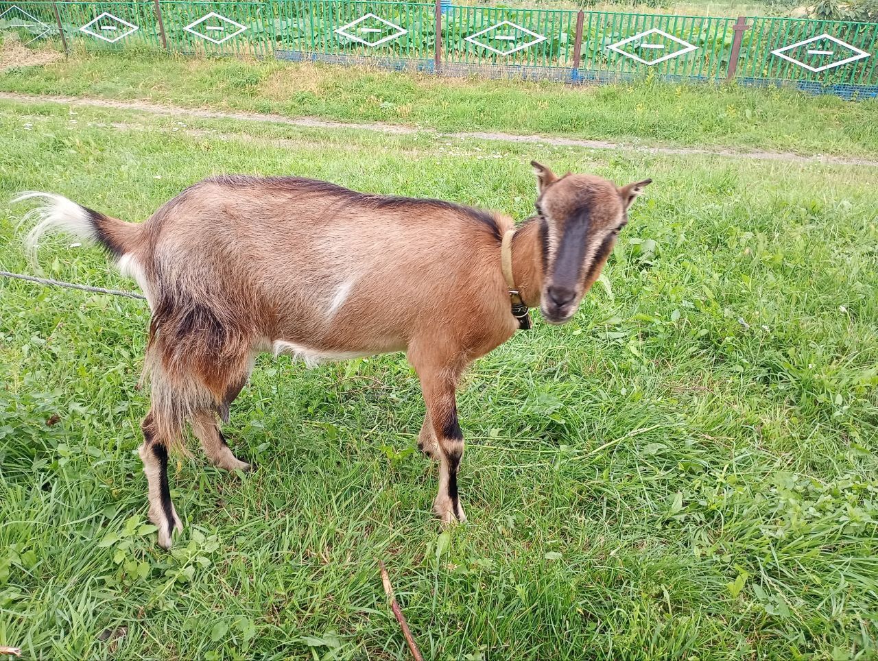 Продам дійну козу