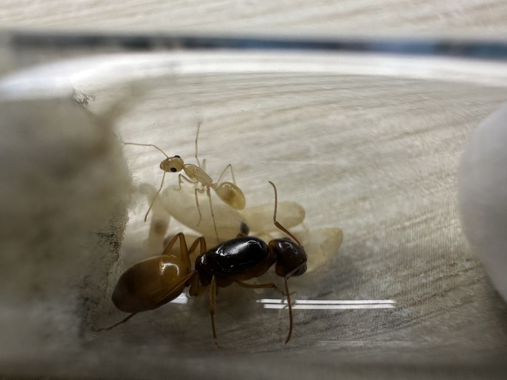 Camponotus fedtshenkoi królowa z 1-3 robotnicami