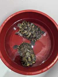 2 червоновухі черепахи в дбайливі руки