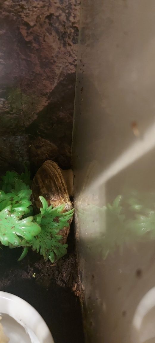 Terrarium z mieszkańcami - ślimaki afrykańskie