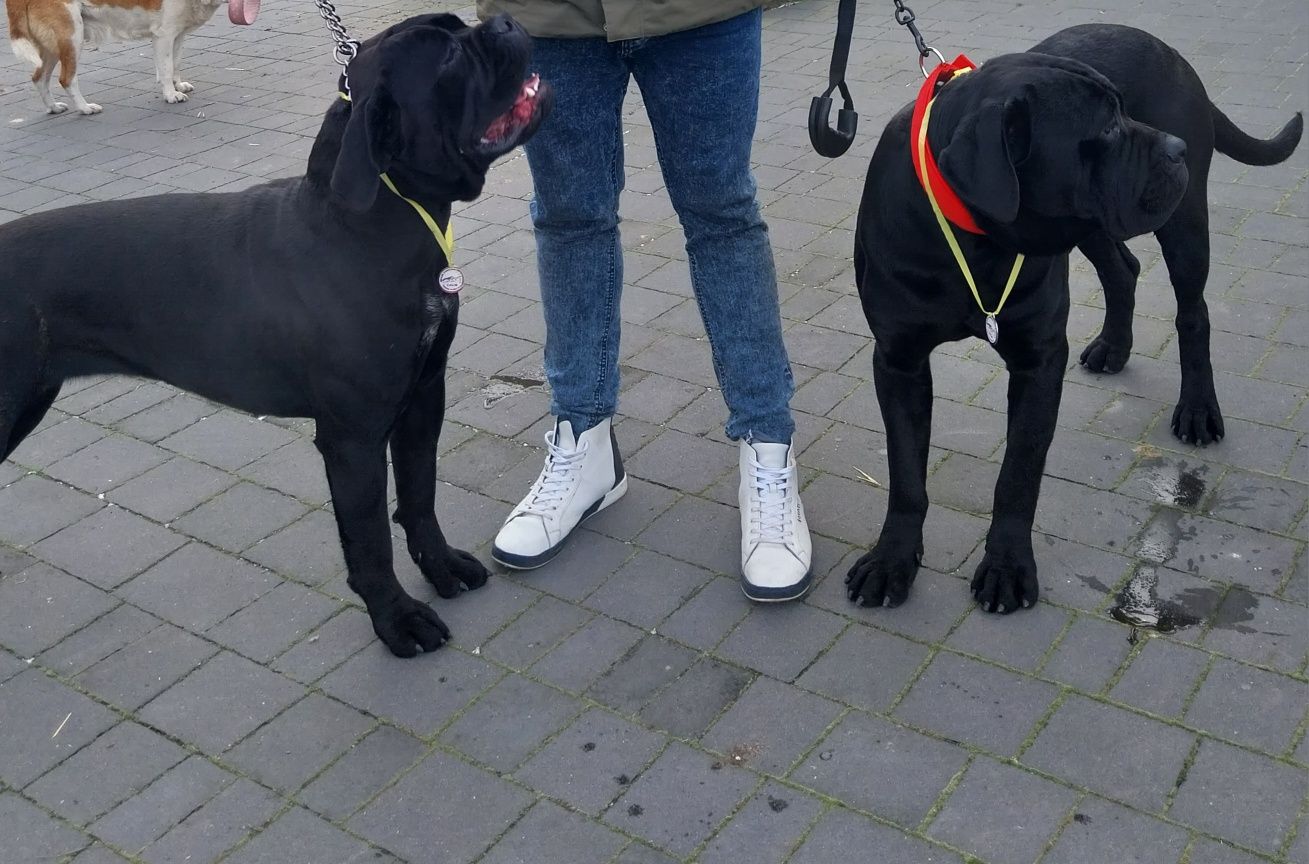 Cane Corso pies.