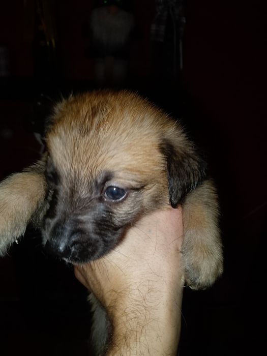 Oddam szczeniaki za darmo