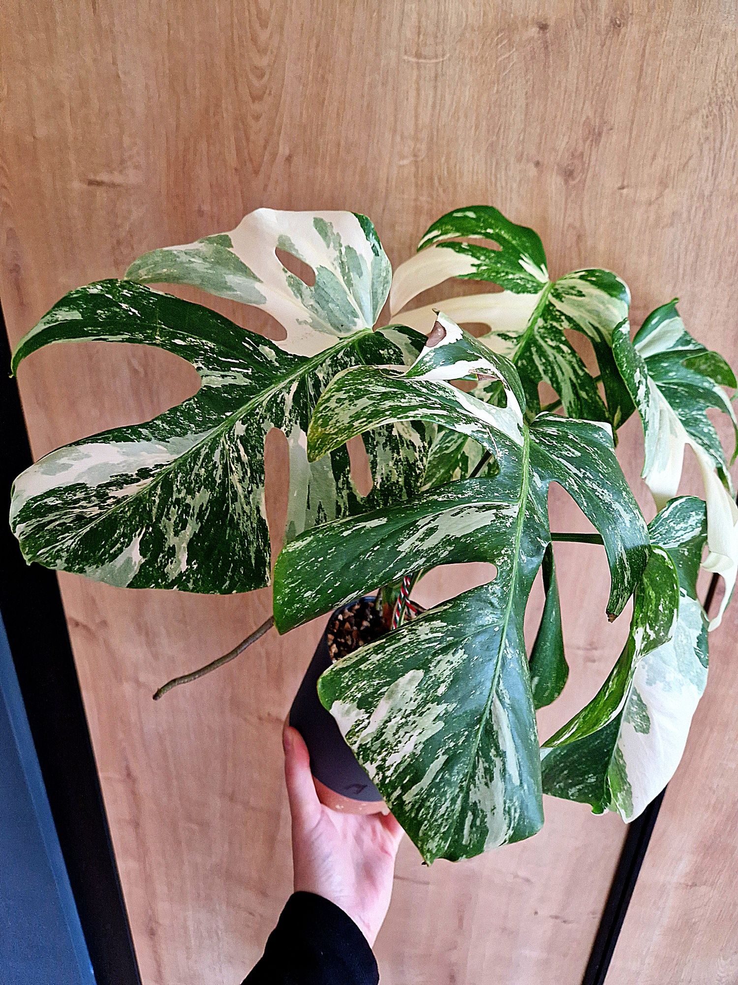 Monstera variegata