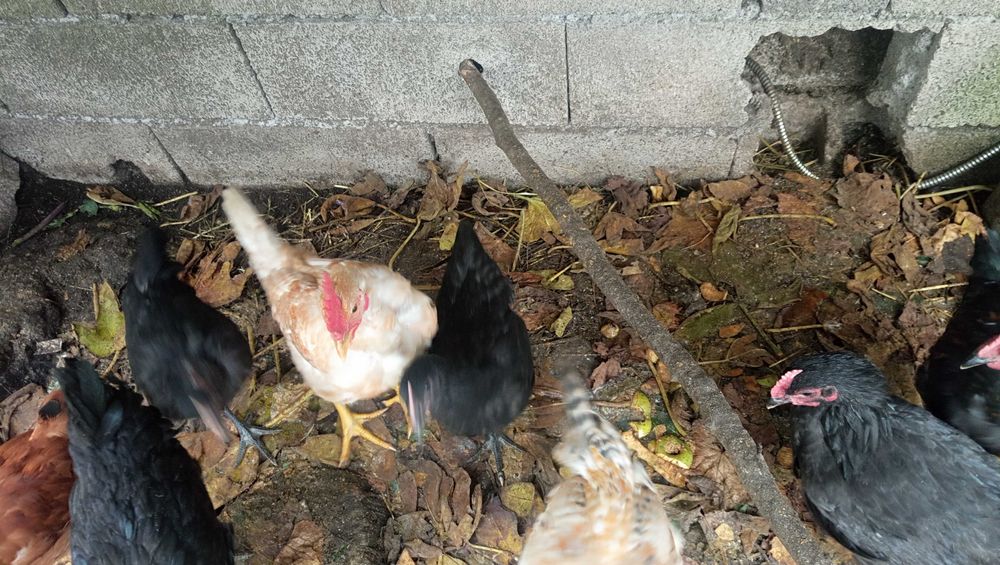 Vendo 2 galos preto lusitano e um amarela portuguesa, com 4 meses