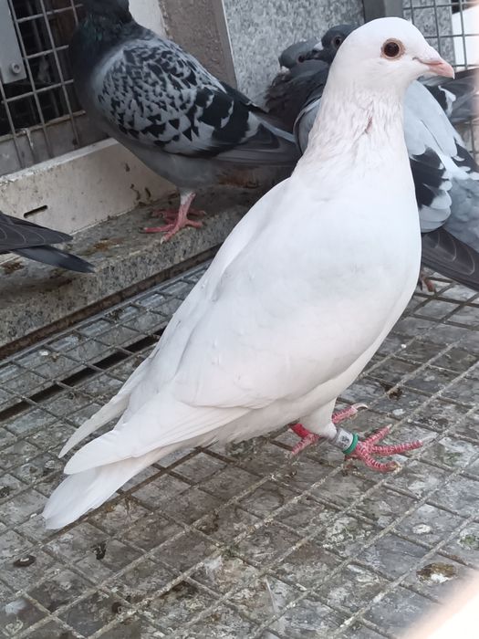 Pombos correios linha antiga