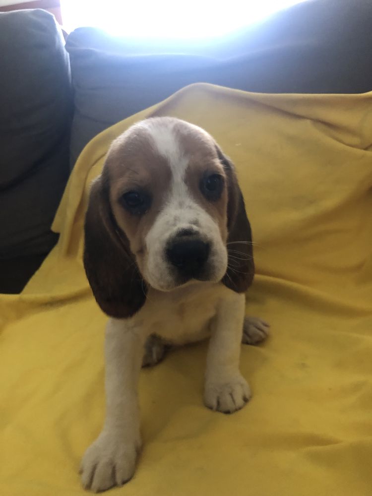 Beagle. Pronto para entrega. Vacinado e desparasitado. Pais a vista.