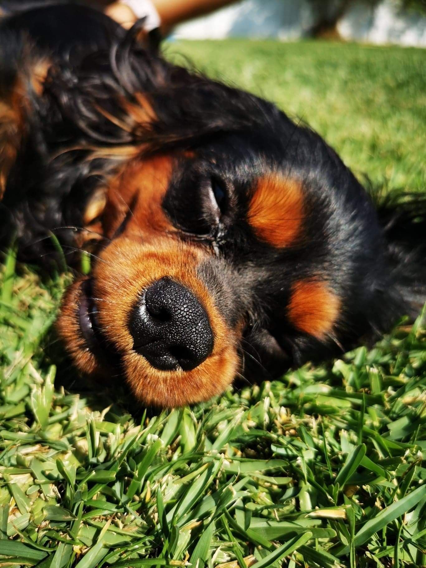 Cavalier King Charles spaniel