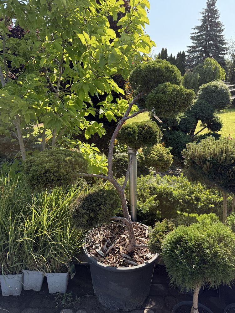Jałowiec formowany BONSAI