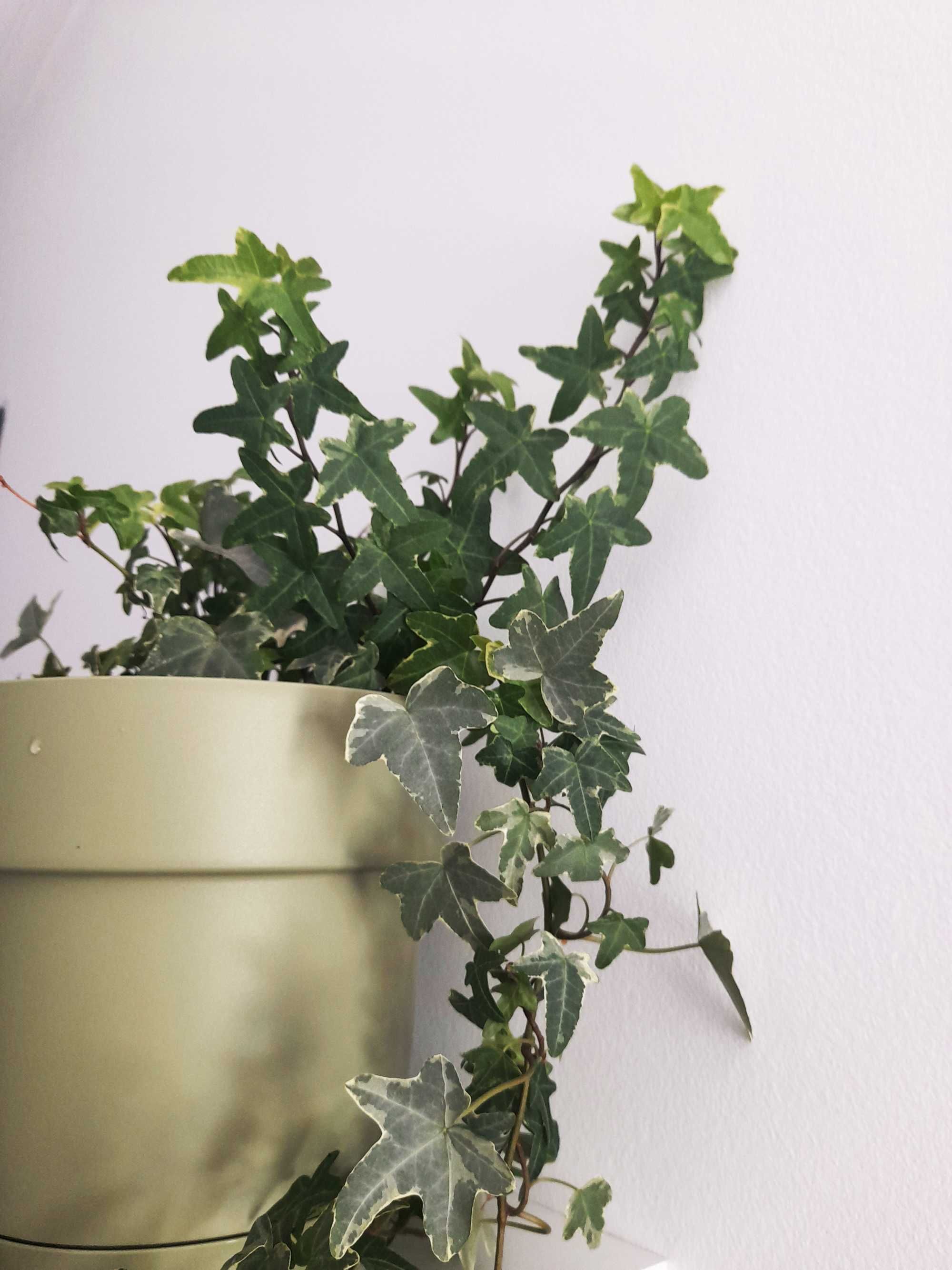 Hera venenosa variegata / Planta natural