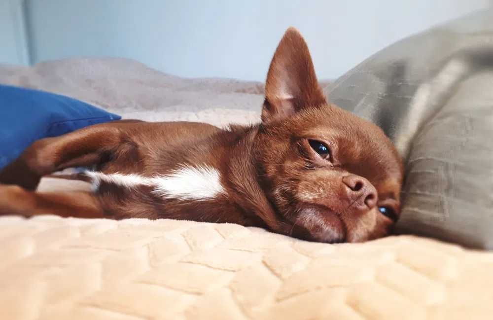 Шикарний кавалер запрошує на побачення (в'язка)