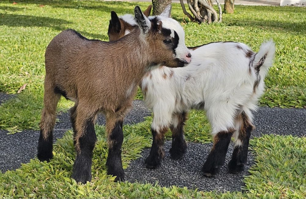 Vendo Cabritos Anões