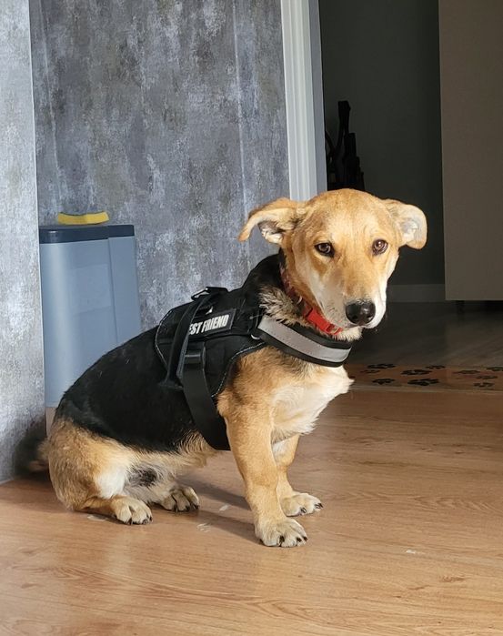 Szukamy kochającego domu dla ok rocznego Gucia