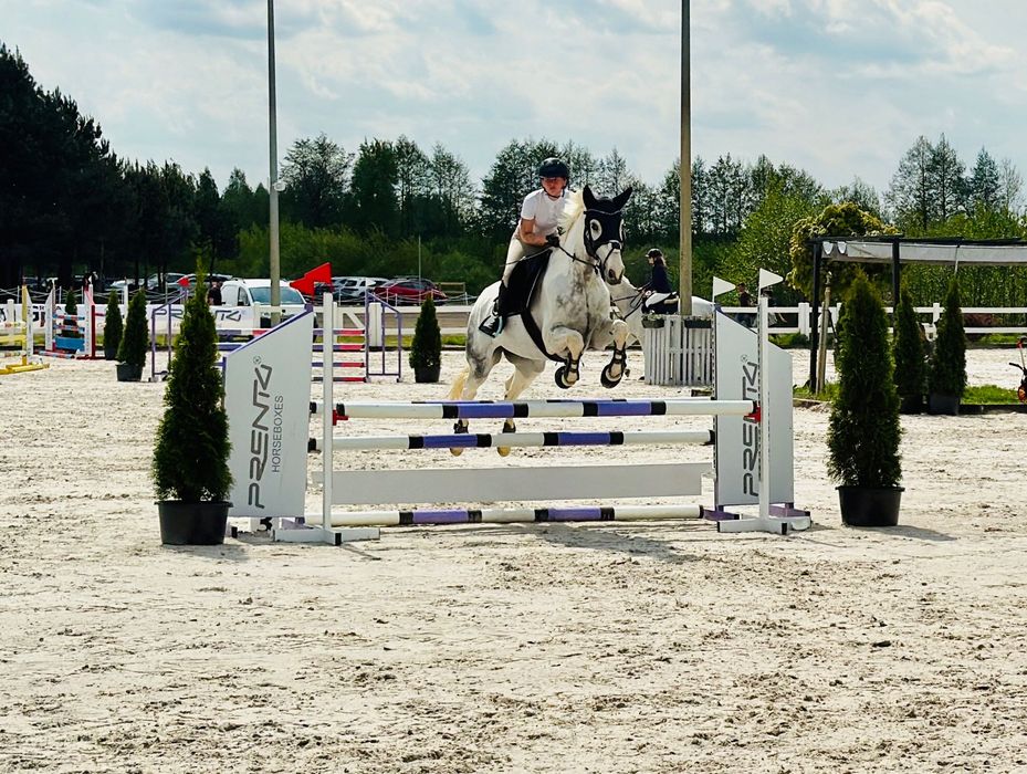 Klacz Wielkopolska 9 lat 173 cm
