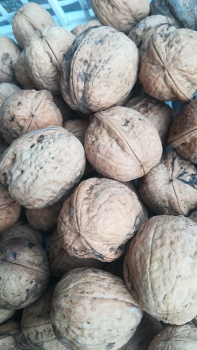 Świeże ekologiczne orzechy włoskie