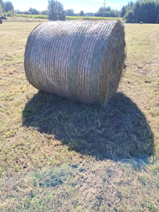 Sianokiszonka z traw