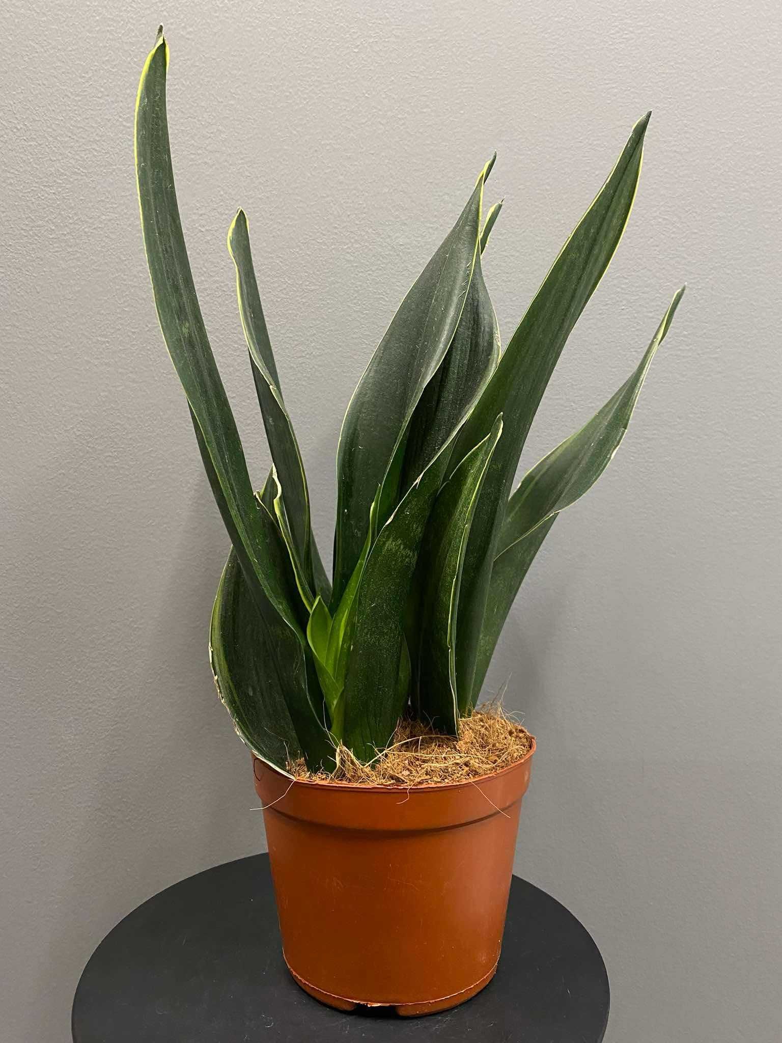 Sansevieria Black Diamond