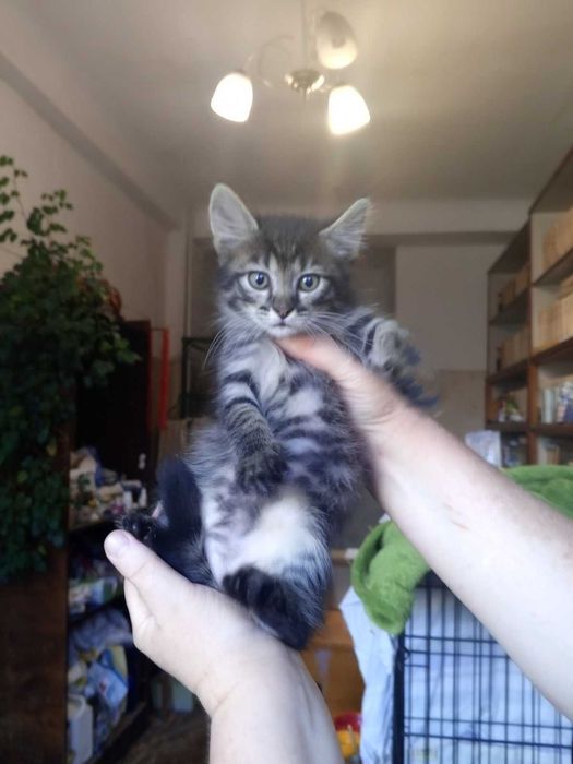 Тигровые котята, 2 мес.