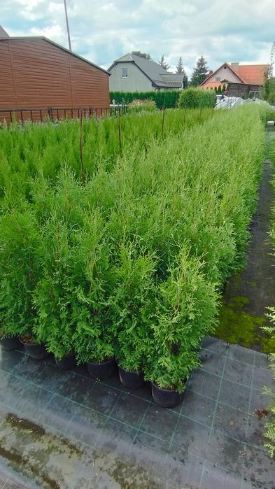 Thuja tuja  szmaragd,brabant,columna