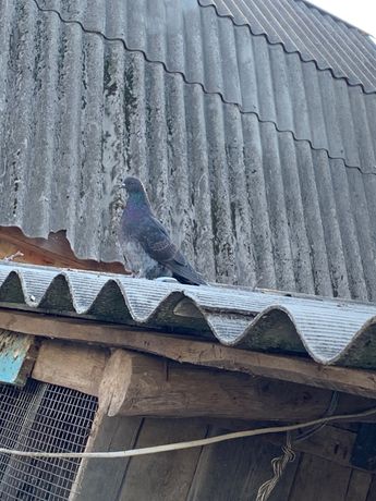 голуби бакінські, миколаївські