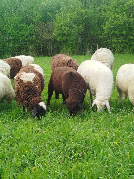 Jagnięcina baranina owce