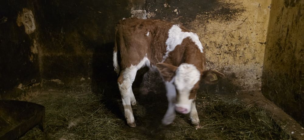 Byczek mięsny piękny