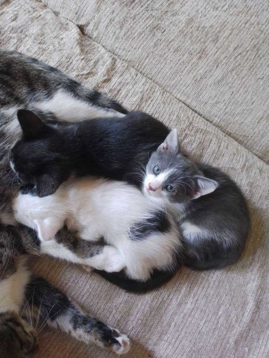 Віддам кошеня в гарні руки