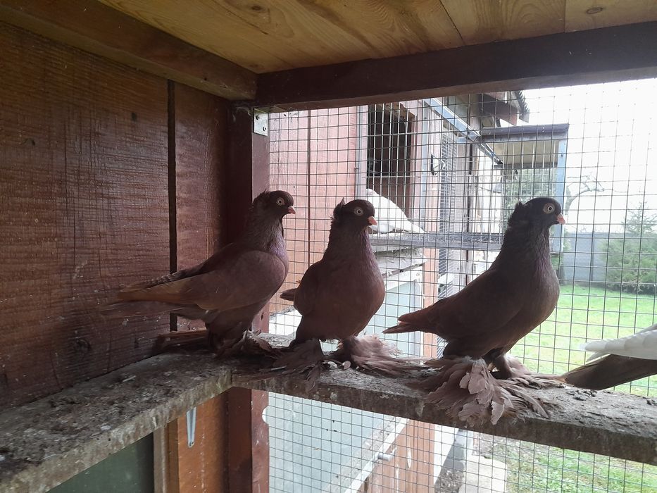 Gołębie ozdobne wywrotki wschodniopruskie