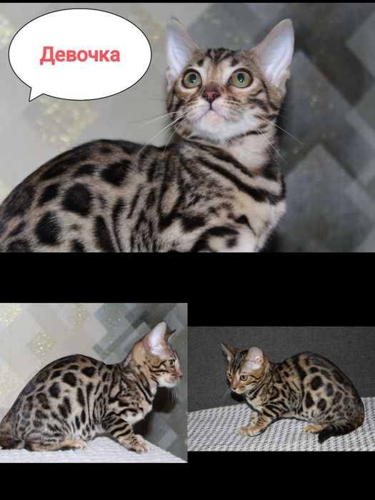 Бенгальский котёнок -3 мес