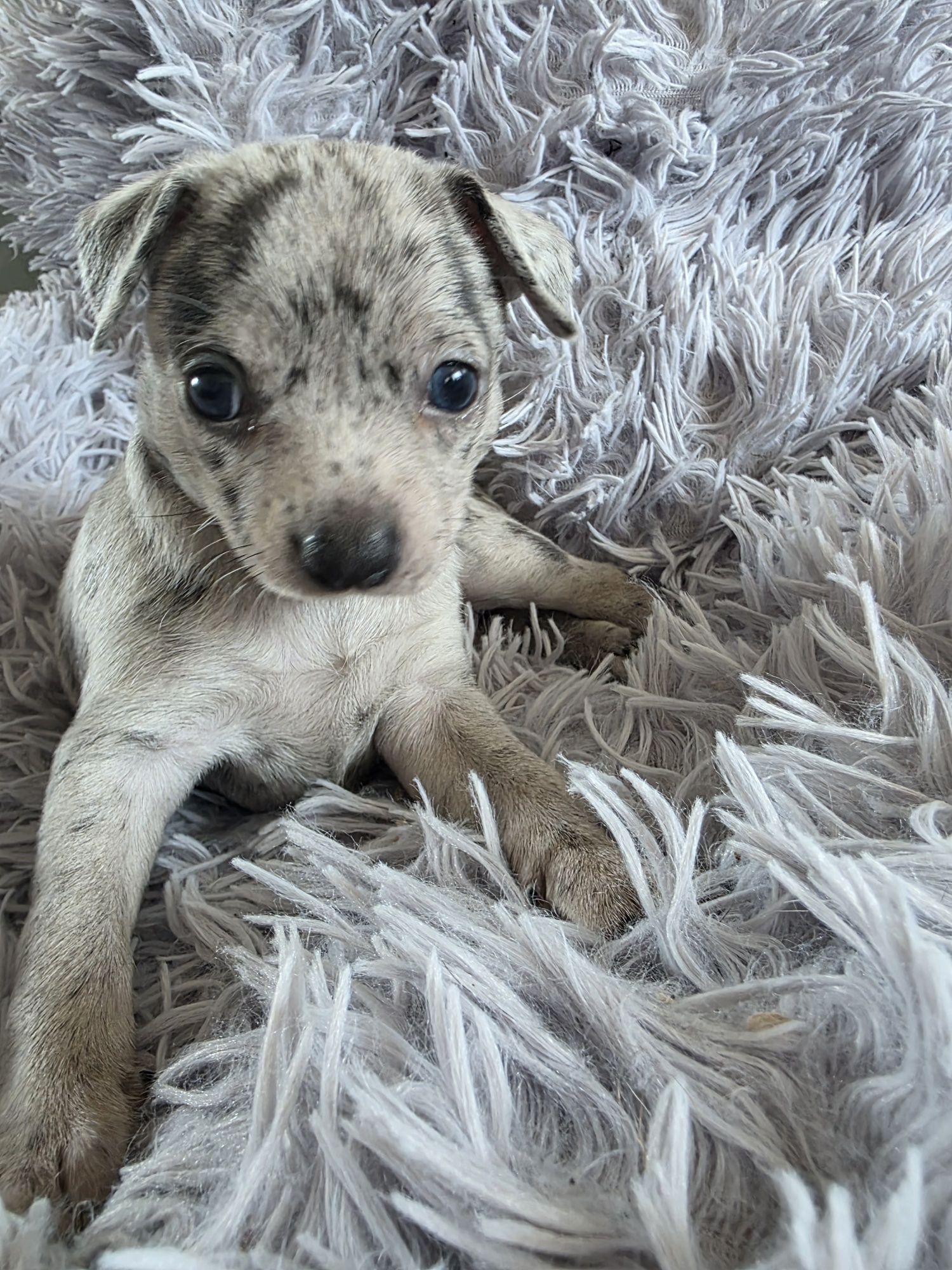 Chihuahua merle sunia
