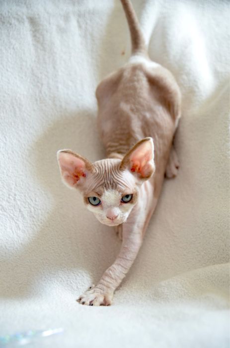 Ліловий девон рексик