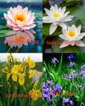Plantas para Lago / Plantas Aquáticas -  Faço Envios